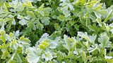 Gartenkresse