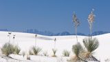 Yucca, White Sands National Monument, New Mexico, USA