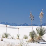 Yucca, White Sands National Monument, New Mexico, USA