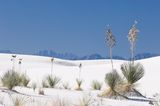 Yucca, White Sands National Monument, New Mexico, USA