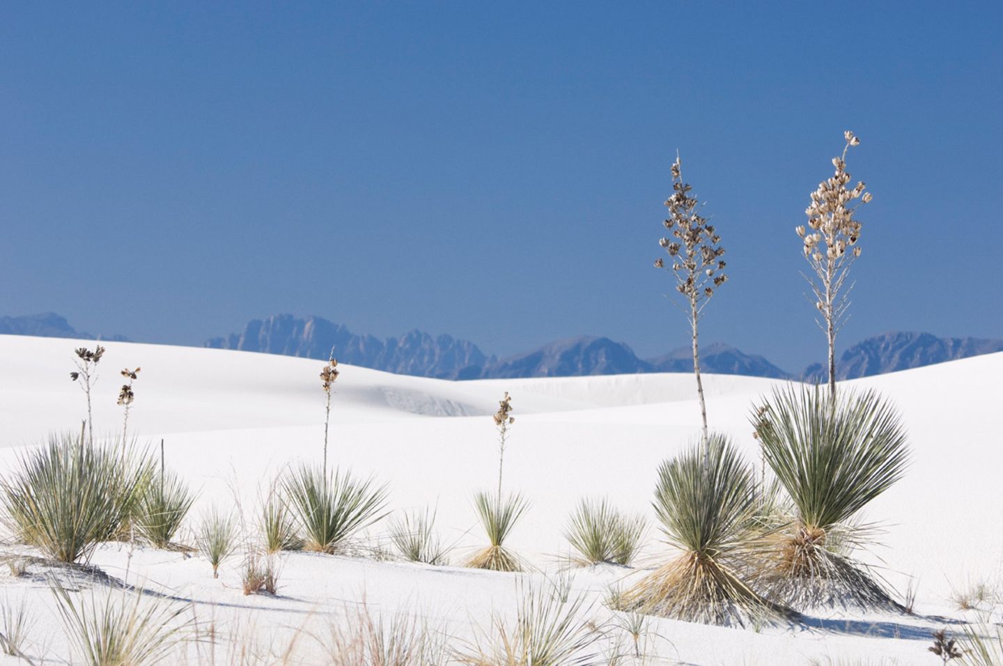 Yucca, White Sands National Monument, New Mexico, USA