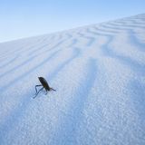 Schwarzkäfer, White Sands National Monument, New Mexico, USA