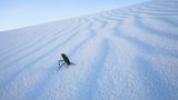 Schwarzkäfer, White Sands National Monument, New Mexico, USA