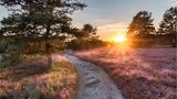 Lüneburger Heide