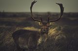 Hirsch