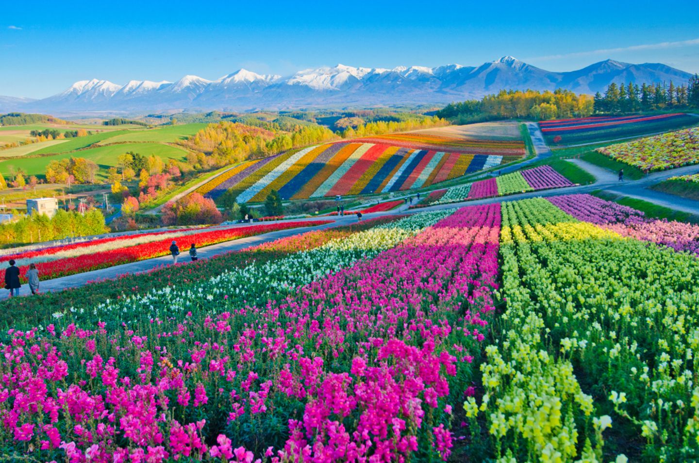 Blumenfelder, Japan