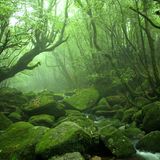 Yakushima Forest