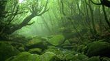 Yakushima Forest