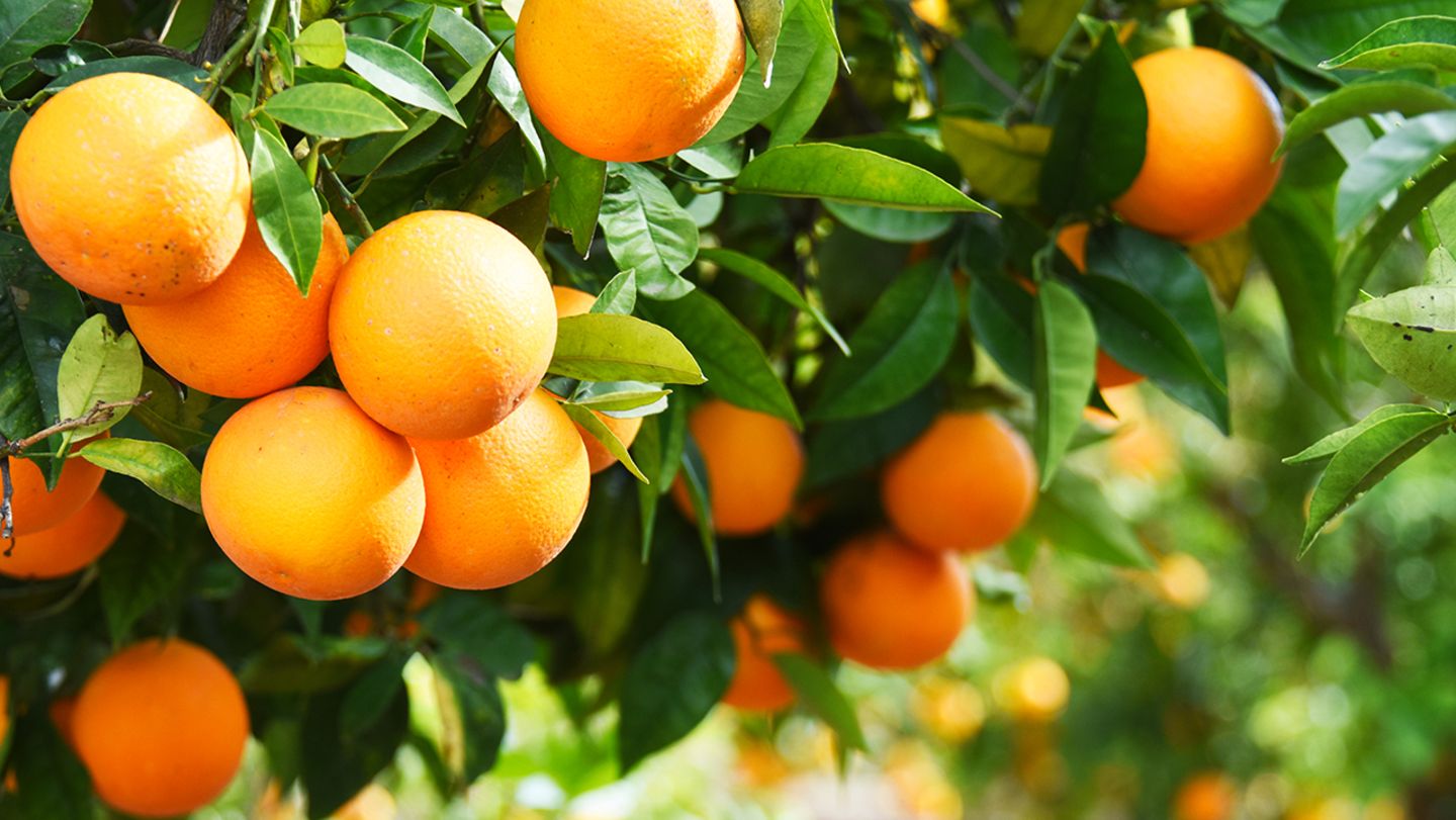 Orangen: Diese Vitamine stecken drin - [GEO]