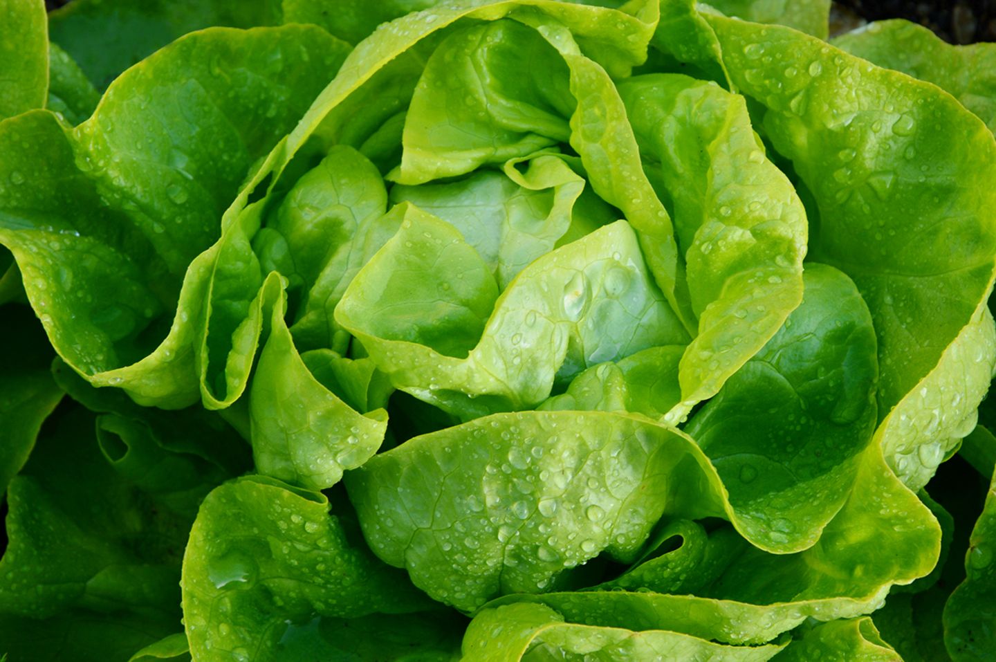 Welche Vitamine Sind In Salat