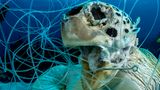 Ocean Art 2019 Underwater Photography Competition