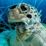Ocean Art 2019 Underwater Photography Competition