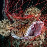 Ocean Art 2019 Underwater Photography Competition
