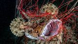 Ocean Art 2019 Underwater Photography Competition