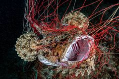 Ocean Art 2019 Underwater Photography Competition