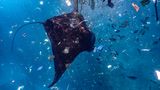 Ocean Art 2019 Underwater Photography Competition