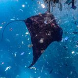 Ocean Art 2019 Underwater Photography Competition