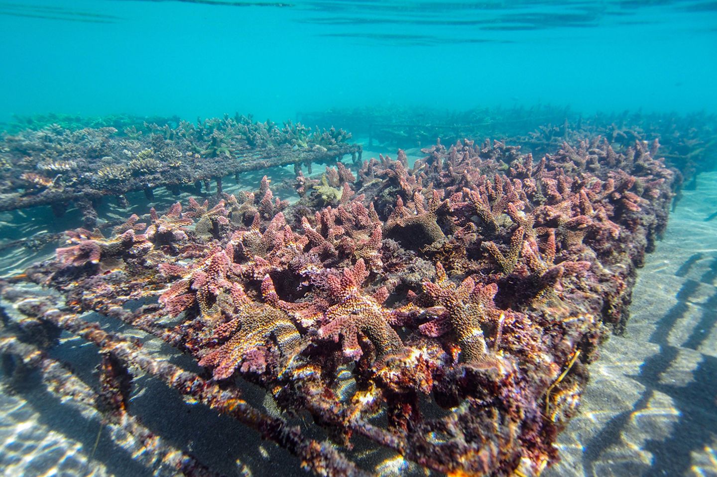 Fotografie: Preisgekrönte Bilder zeigen, was der Mensch in den Ozeanen anrichtet - Bild 4 Ocean Art 2019 Underwater Photography Competition