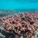 Ocean Art 2019 Underwater Photography Competition