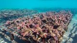 Ocean Art 2019 Underwater Photography Competition
