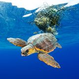 Ocean Art 2019 Underwater Photography Competition