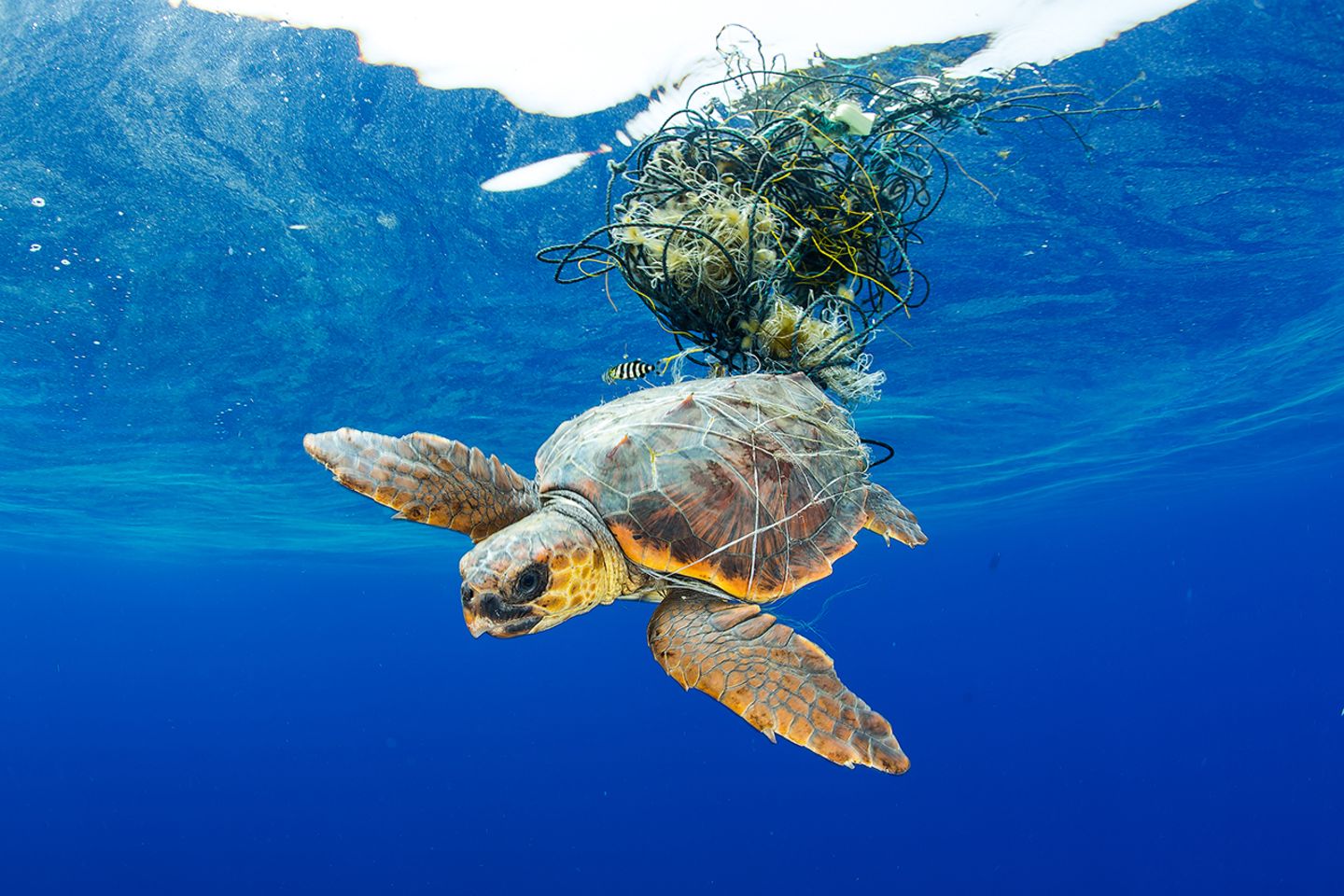Fotografie: Preisgekrönte Bilder zeigen, was der Mensch in den Ozeanen anrichtet - Bild 5 Ocean Art 2019 Underwater Photography Competition