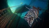 Ocean Art 2019 Underwater Photography Competition