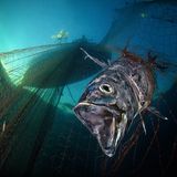 Ocean Art 2019 Underwater Photography Competition