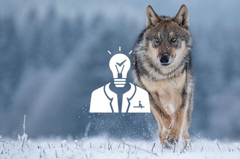 Wolf