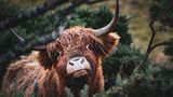 Highland-Kuh in Schottland