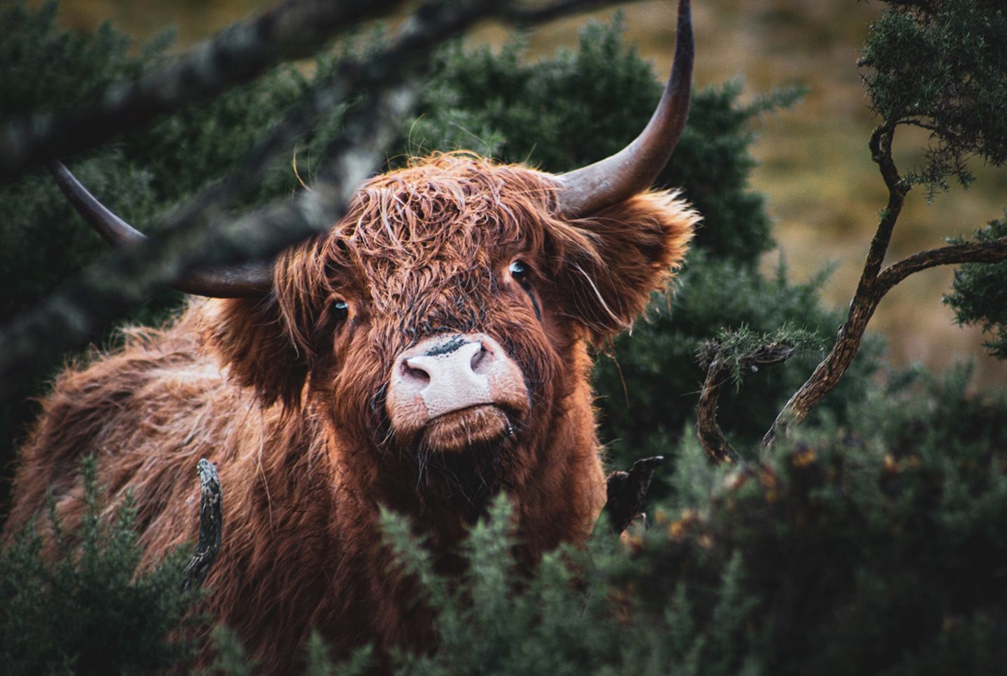 Highland-Kuh in Schottland