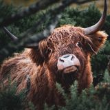 Highland-Kuh in Schottland