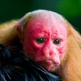 Uakari