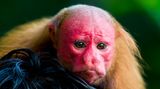 Uakari