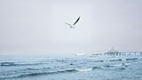 Heimathafen (Usedom)