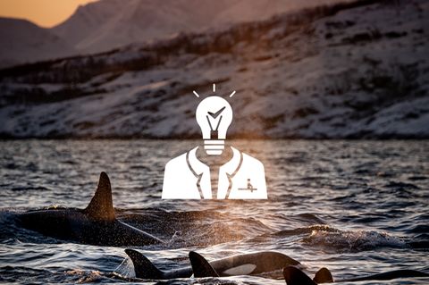 Orcas