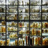 Museum fuer Naturkunde Berlin