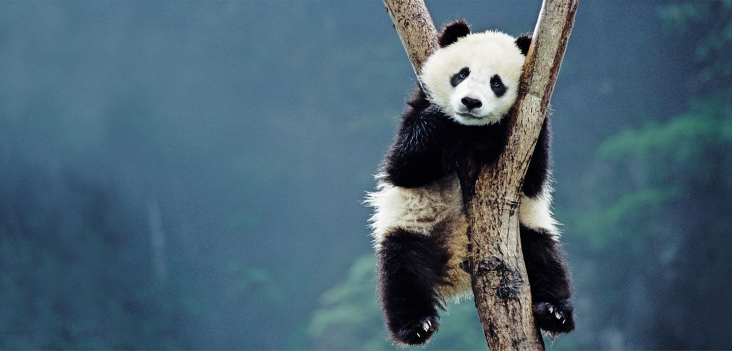 Ein junger Großer Panda ruht in einer Astgabel – ein seltenes Verhalten in freier Natur.