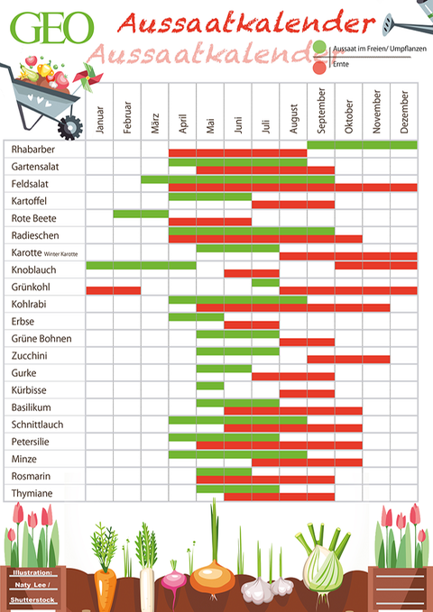 Aussaatkalender: Der Pflanzkalender für's ganze Jahr - [GEO]