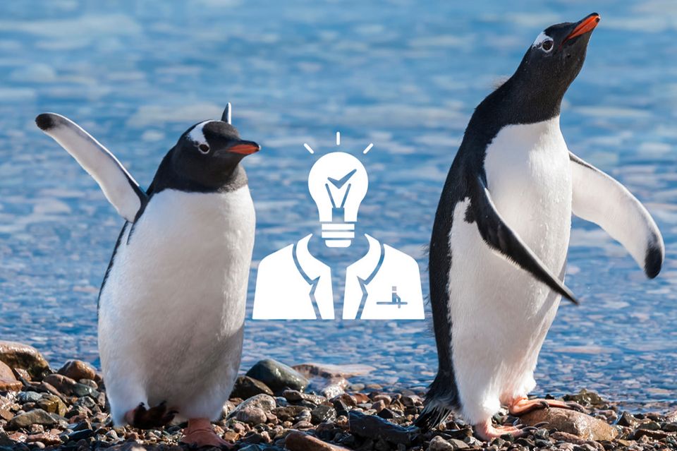 Foto: Foto 4440/Shutterstock, Gentoo Penguin