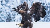 Steinadler
