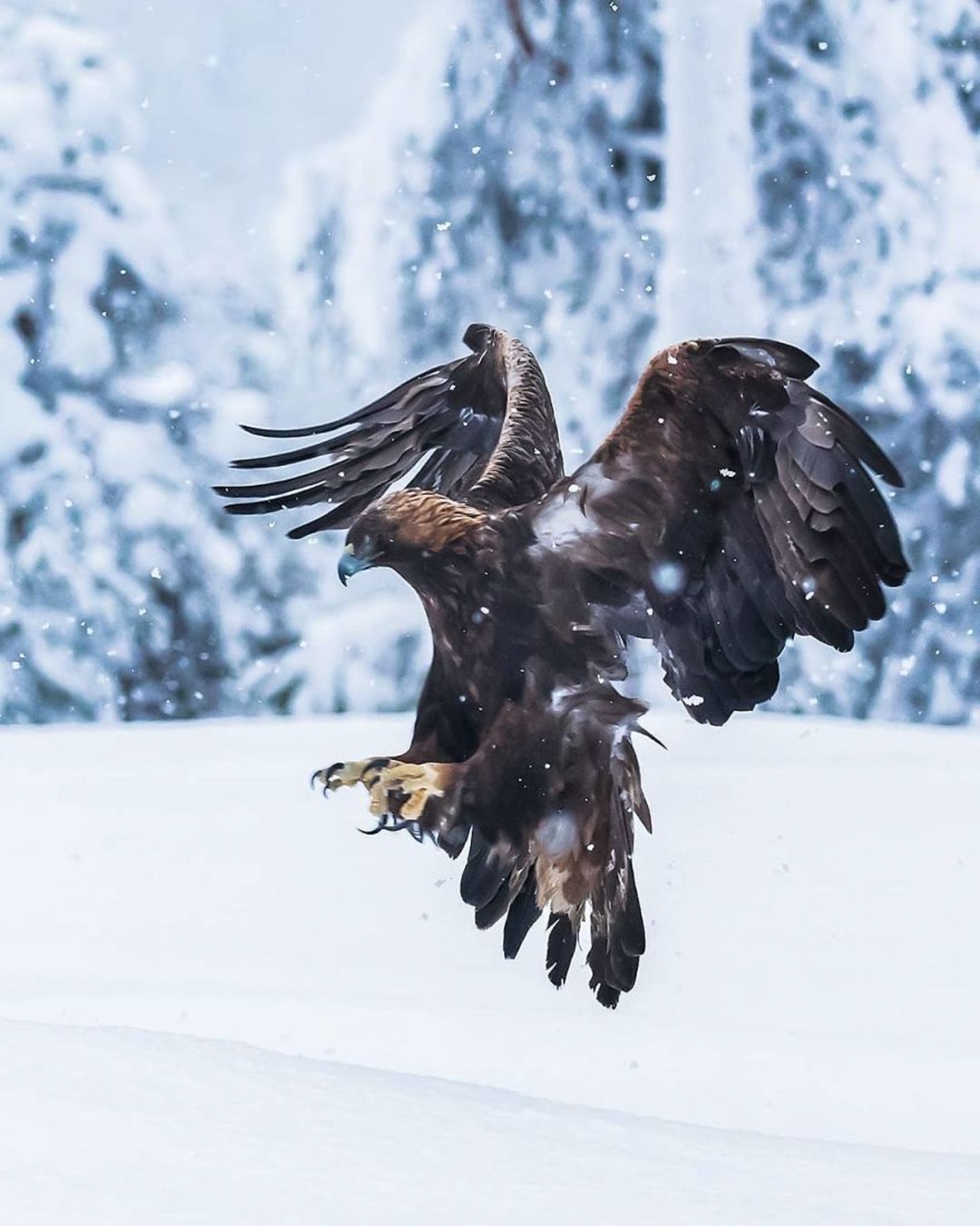 Steinadler