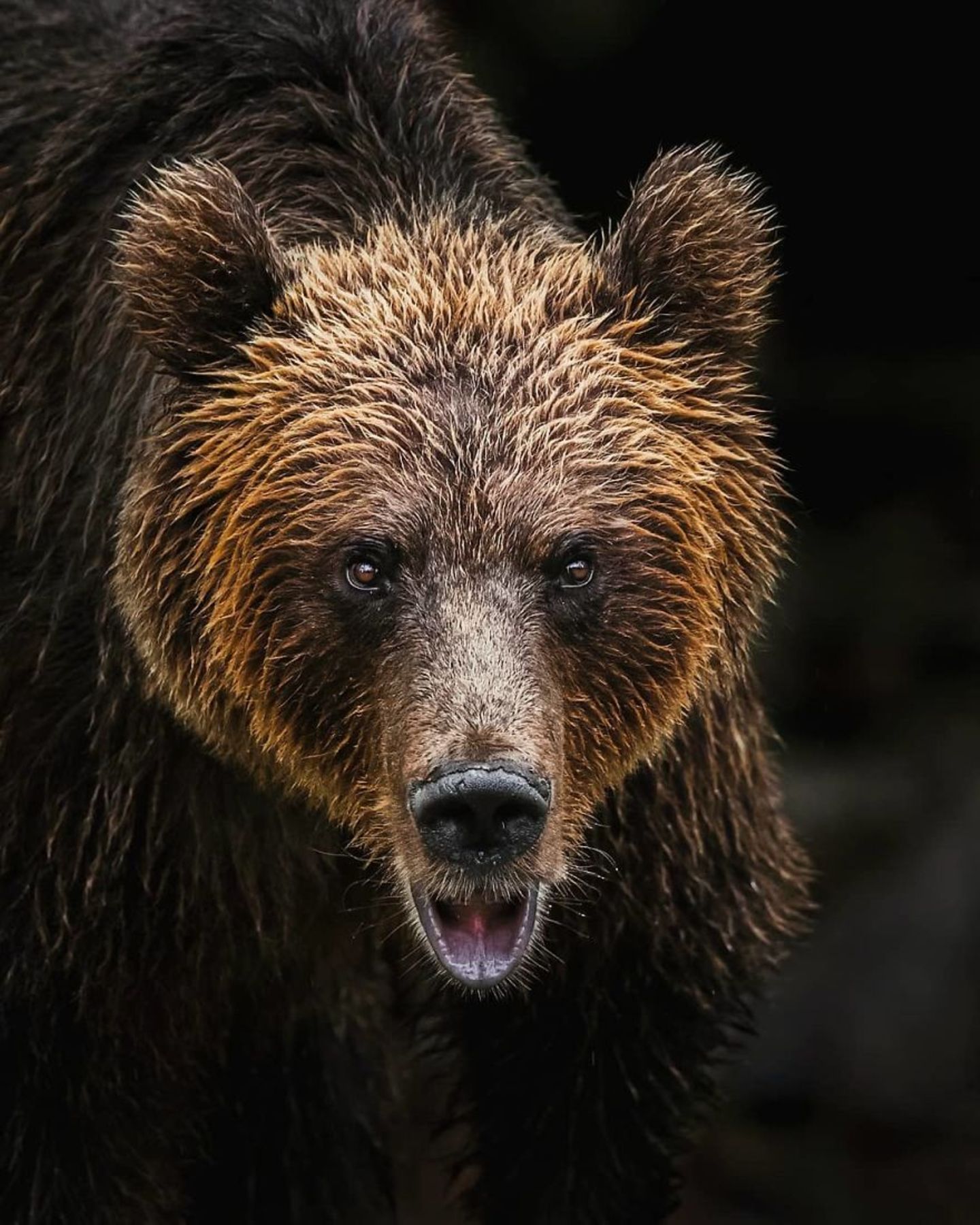 Braunbär