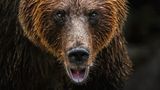 Braunbär