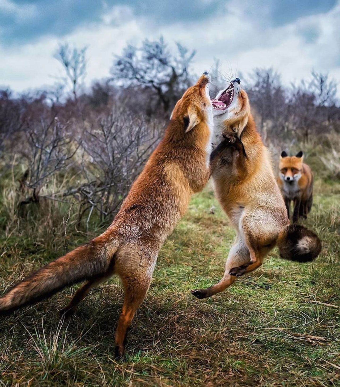 Fuchs