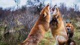 Fuchs