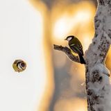 Blaumeise und Kohlmeise