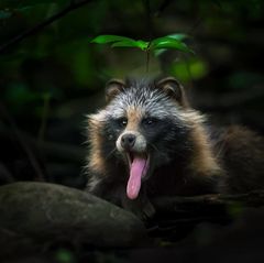Marderhund