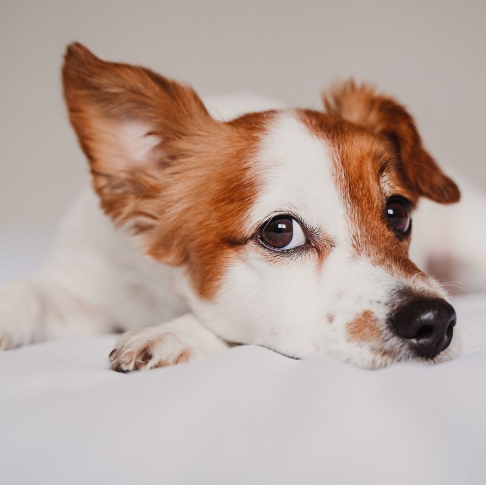 Hund