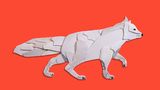 Der Polarfuchs